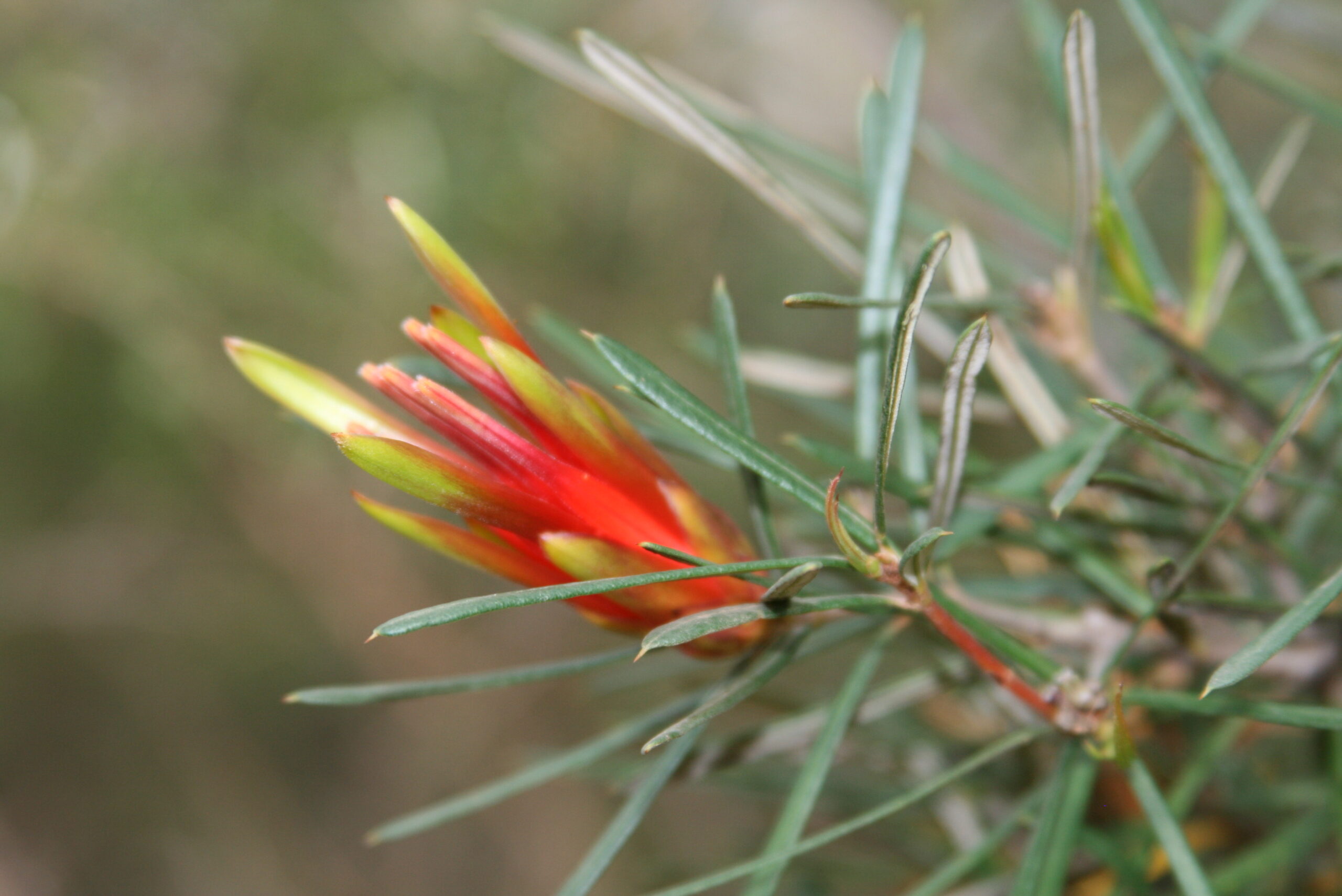 Neutralność terapeuty